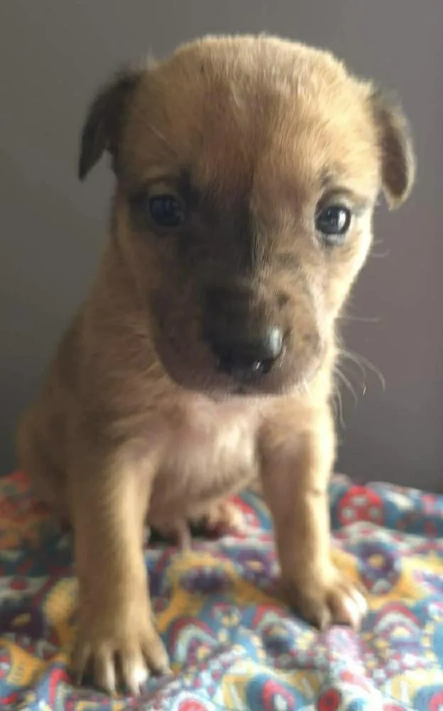 A baby small-sized male Brown / Chocolate Labrador Retriever dog named Surprise for adoption in Poplar Grove, IL