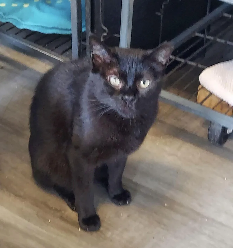 A young medium-sized female American Bobtail cat named Magic for adoption in Naples, FL