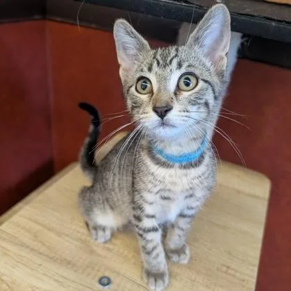 A baby small-sized male Tabby (Brown / Chocolate) Domestic Short Hair cat named George for adoption in Rochester, MN