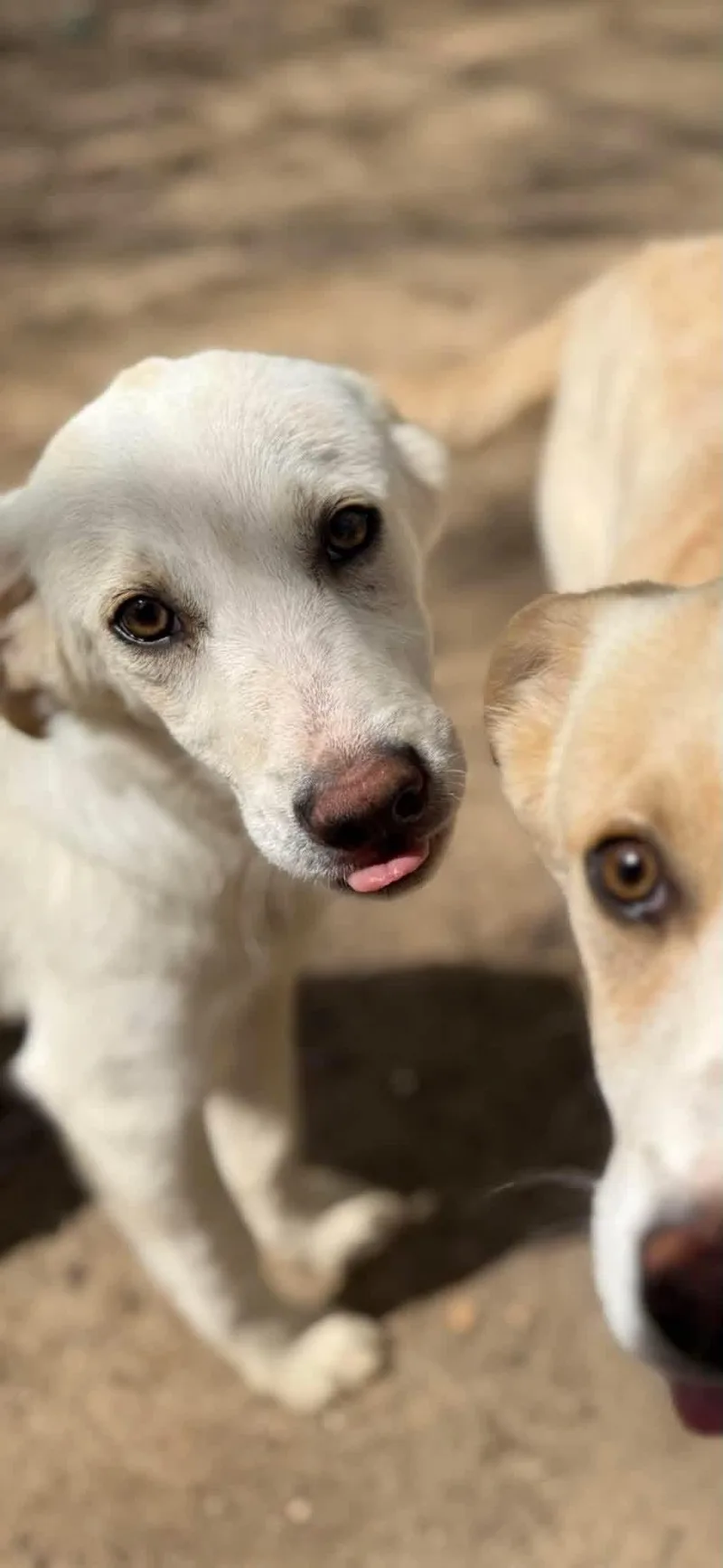 A young medium-sized male White / Cream Labrador Retriever dog named Biscut for adoption in Powell, TN