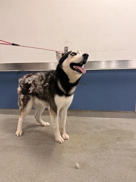 An adult large-sized male Siberian Husky dog named Prince for adoption in Miami, FL