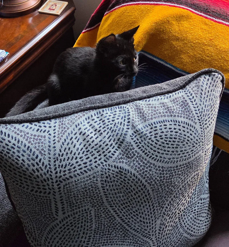 A young medium-sized male Black Domestic Short Hair cat named HoudiniDC for adoption in Greenville, DE