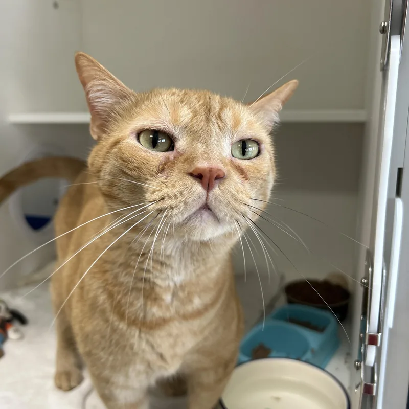 An adult medium-sized male Tabby (Orange / Red) Domestic Short Hair cat named Simba & Benji for adoption in La Grange Park, IL