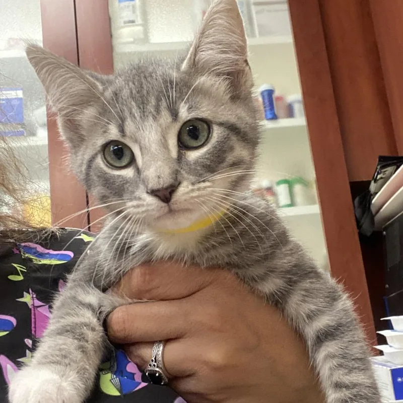 A baby small-sized male Gray / Blue / Silver Domestic Short Hair cat named Mackerel for adoption in Columbus, GA