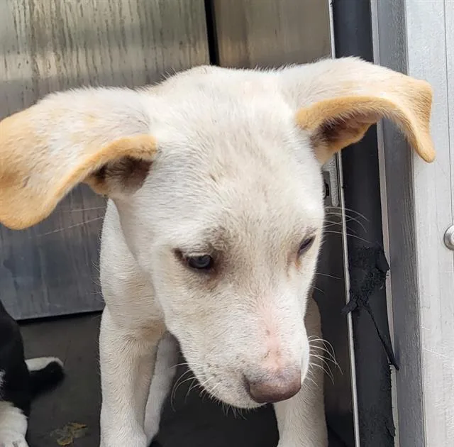 A baby small-sized male Labrador Retriever dog named Walnut for adoption in San Antonio, TX