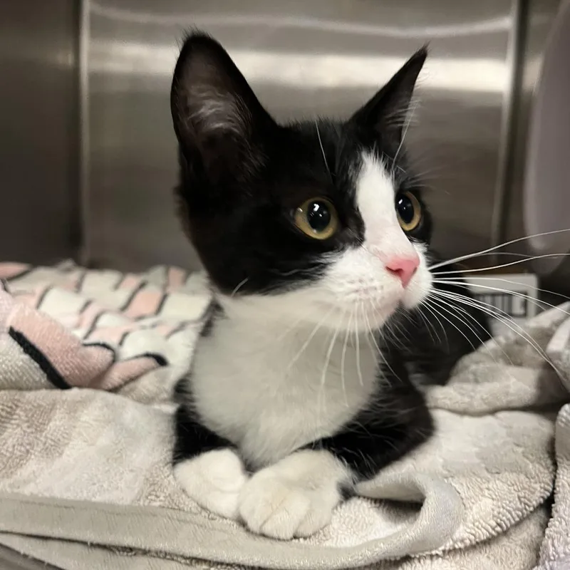 A baby small-sized female Black Domestic Short Hair cat named Mercedes for adoption in Los Angeles, CA