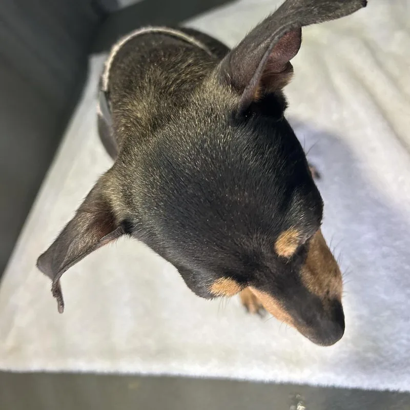 An adult small-sized female Black Mixed Breed dog named Nipsy for adoption in Greensboro, NC