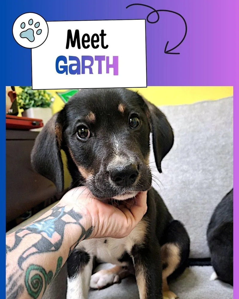 A baby medium-sized male Black Australian Cattle Dog / Blue Heeler dog named Garth for adoption in Sulphur, KY