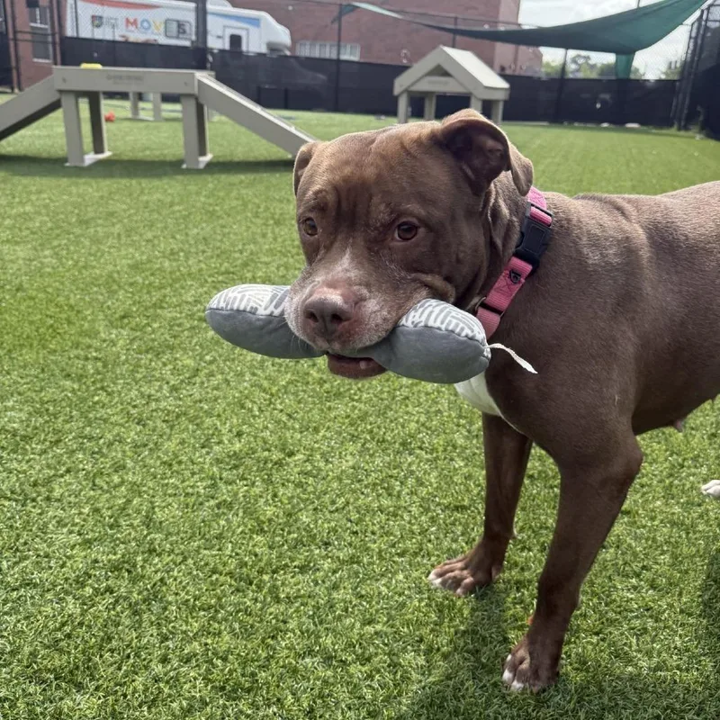 An adult medium-sized female Brown / Chocolate Mixed Breed dog named Gertie for adoption in Pittsburgh, PA