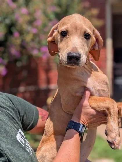 An adult large-sized female Retriever dog named Willow for adoption in Mansfield, TX
