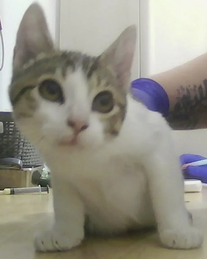A baby small-sized male Domestic Short Hair cat named Dallie for adoption in Anoka, MN