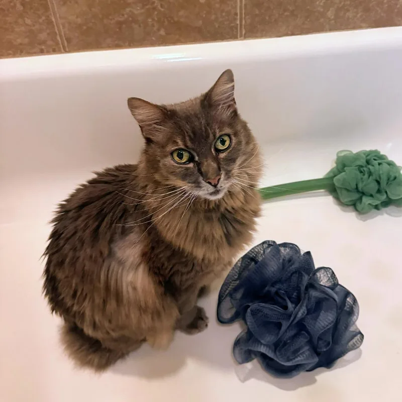An adult large-sized male Gray / Blue / Silver Domestic Long Hair cat named Ivan for adoption in Marysville, OH