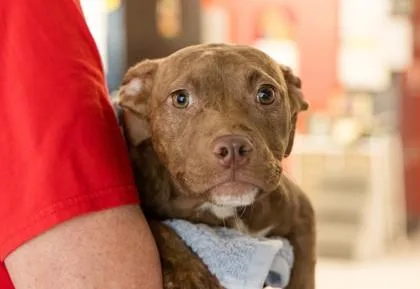 An adult medium-sized female Mixed Breed dog named Ghirardelli for adoption in West Chester, PA