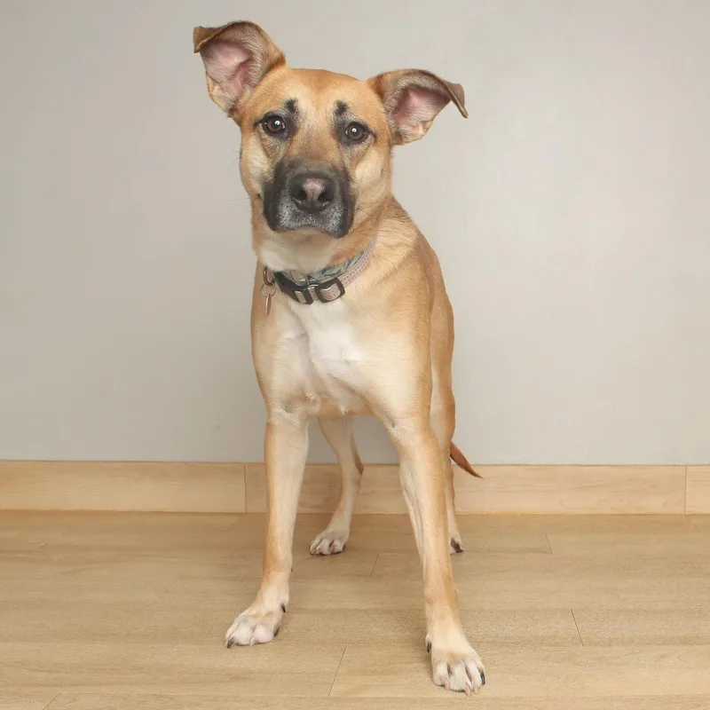 An adult medium-sized female Yellow / Tan / Blond / Fawn German Shepherd Dog named Remi D for adoption in Minnetonka, MN