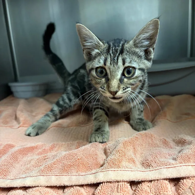 A baby small-sized female Domestic Short Hair cat named Sweetness for adoption in Bryan, TX