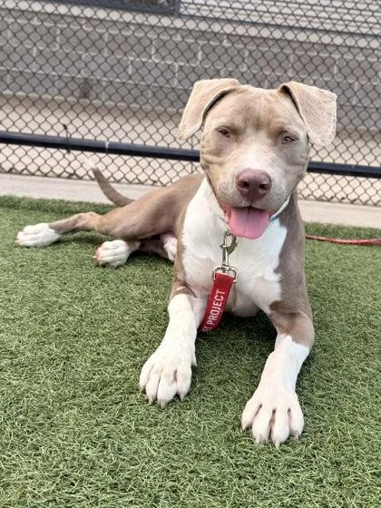 A young large-sized male Yellow / Tan / Blond / Fawn Pit Bull Terrier dog named Connery for adoption in Kansas City, MO