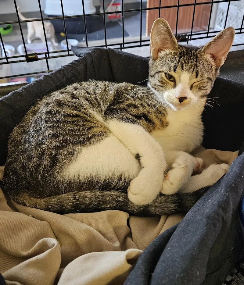 A baby small-sized male Tabby (Brown / Chocolate) Domestic Short Hair cat named Edward for adoption in Brockport, NY