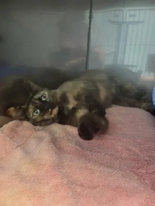 A young medium-sized female Domestic Short Hair cat named Helana for adoption in Fishers, IN