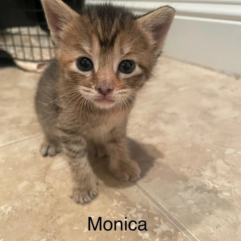 A baby small-sized female Black Domestic Short Hair cat named Monica for adoption in Greensboro, GA