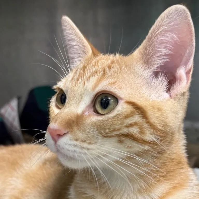 A baby small-sized male Domestic Short Hair cat named Clifford for adoption in Los Angeles, CA