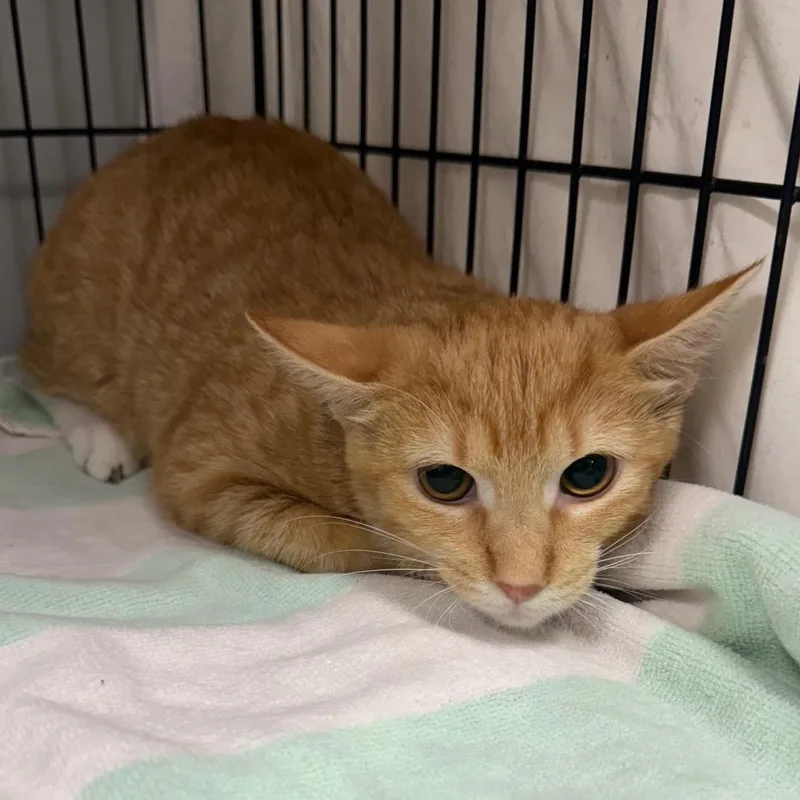A baby small-sized female Domestic Short Hair cat named Juniper for adoption in Normal, IL