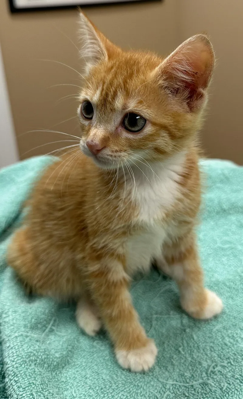 A baby small-sized female Orange & White Tabby cat named Bracie C Ingram for adoption in Saunderstown, RI