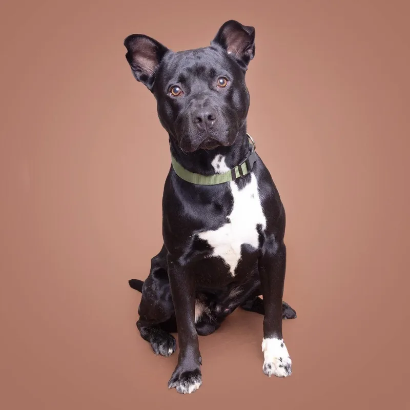 An adult medium-sized male Black Mixed Breed dog named Sock for adoption in Franklin, TN