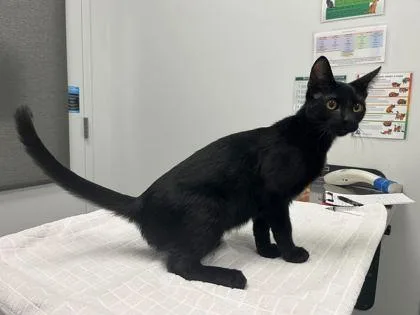 A baby medium-sized male Black Domestic Short Hair cat named His Halo for adoption in Kansas City, MO