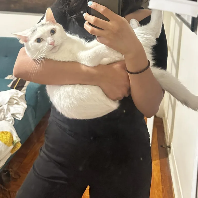 Queen's Gambit thumbnail 2