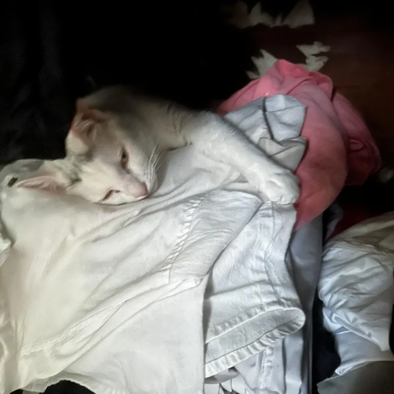 Queen's Gambit thumbnail 4