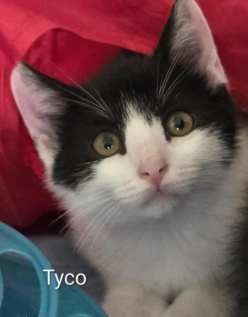 A baby medium-sized male Black & White / Tuxedo Domestic Short Hair cat named Tyco for adoption in Colfax, IA
