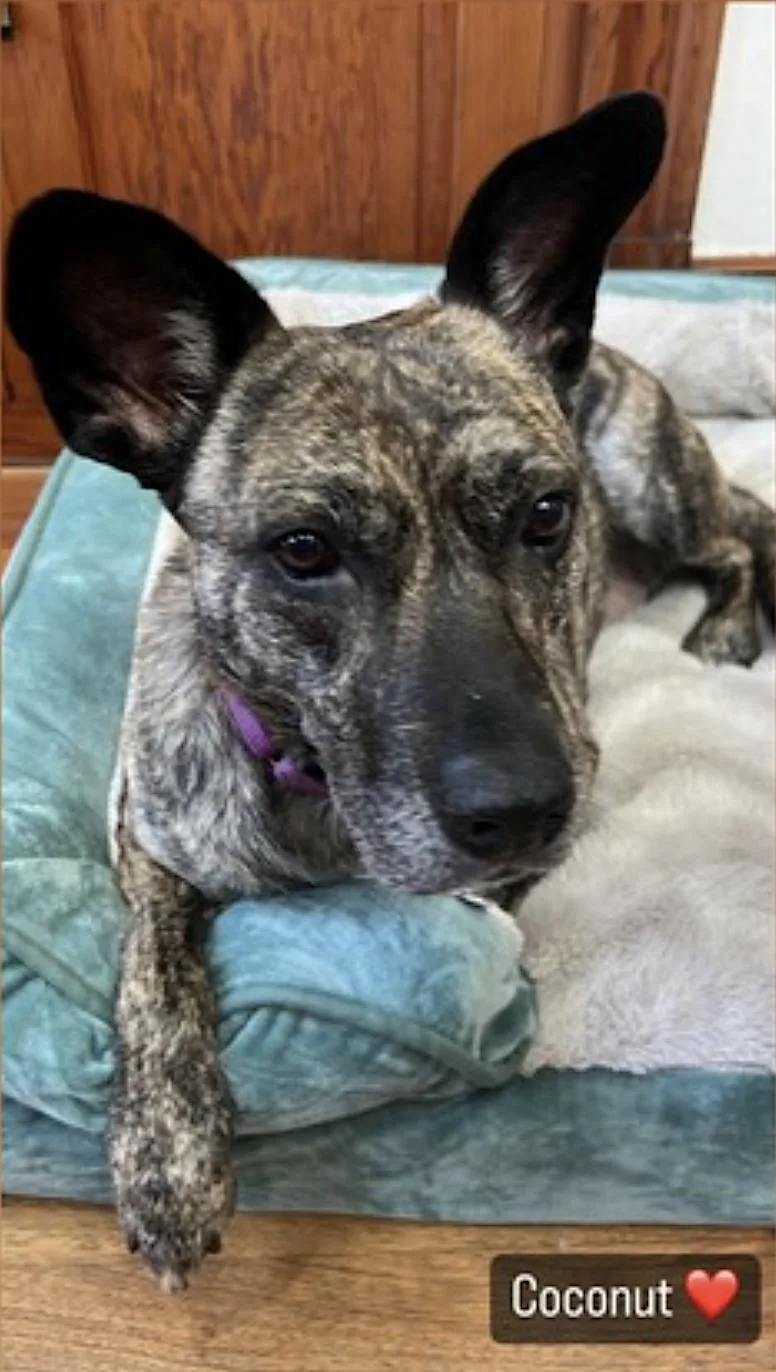 An adult medium-sized female Brindle Dutch Shepherd dog named Coconut for adoption in Amherst, MA