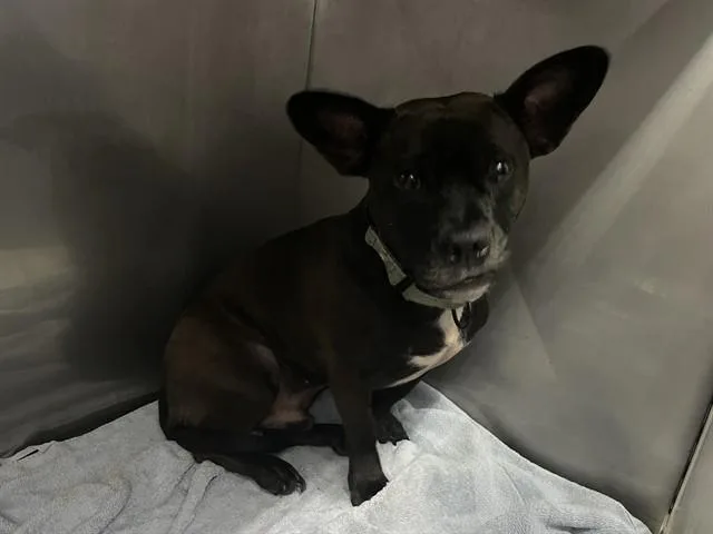 An adult medium-sized male Terrier dog named Rambo for adoption in Fort Myers, FL
