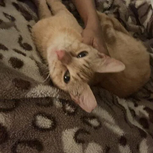 A young medium-sized female Tabby (Orange / Red) Domestic Short Hair cat named Daria for adoption in Tampa, FL