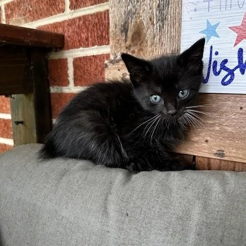 A young medium-sized male Black & White / Tuxedo Domestic Medium Hair cat named Sebastian & Flounder for adoption in Soddy Daisy, TN