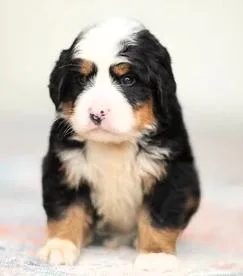 A baby medium-sized male Tricolor (Brown, Black, & White) Australian Shepherd dog named Mini Austrailian Mountain Dog for adoption in Paris, KY