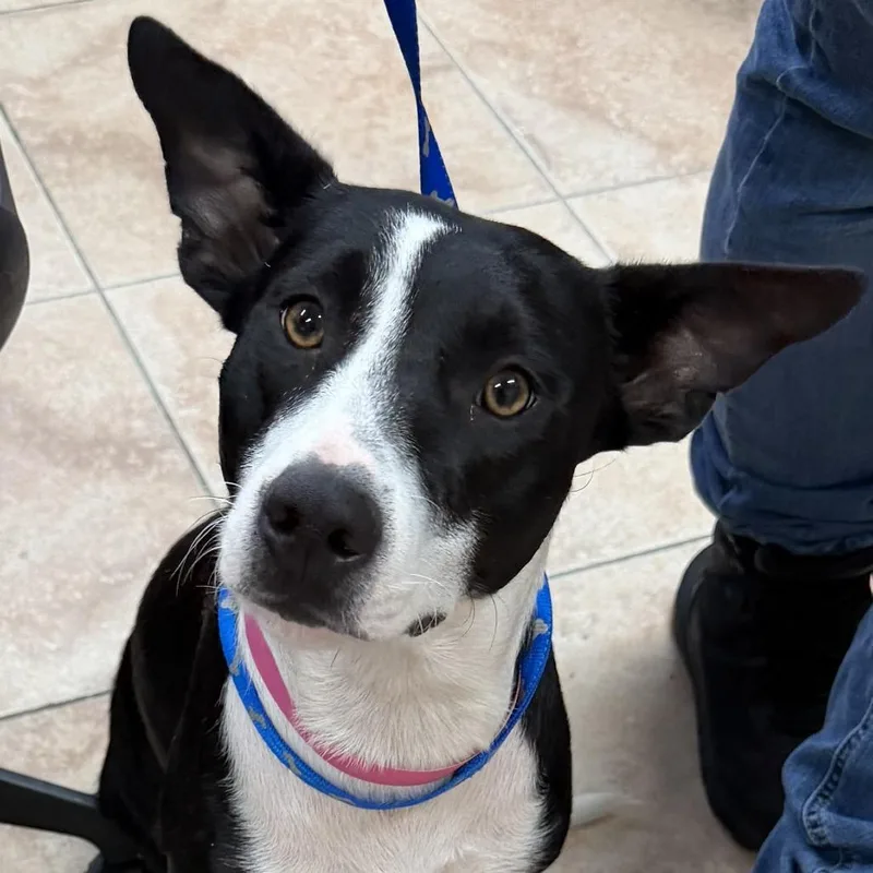 A young medium-sized female Border Collie dog named Jenny for adoption in Lakeland, FL