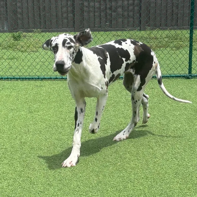 A young extra large-sized male Black Great Dane dog named Boogie Boots for adoption in LOXAHATCHEE, FL