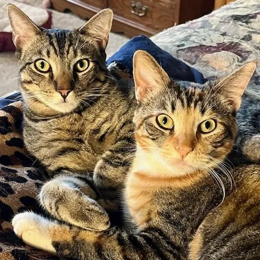 A young medium-sized female Tabby (Brown / Chocolate) Domestic Short Hair cat named Ladybug & Grasshopper for adoption in Orange, CA
