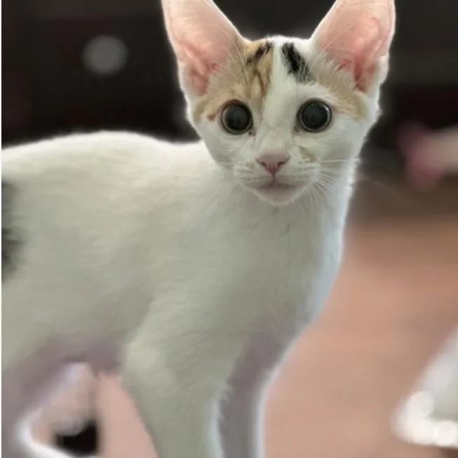 A young small-sized female Domestic Short Hair cat named Aster for adoption in Woodstock, GA