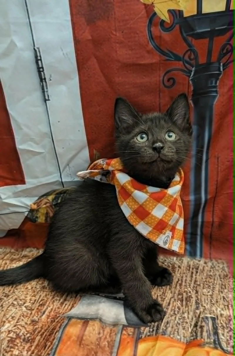 A baby medium-sized male Domestic Short Hair cat named Ace for adoption in Chesapeake Beach, MD