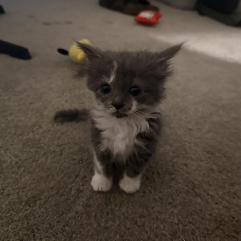 A baby medium-sized female Gray & White Domestic Medium Hair cat named Dandelion for adoption in Carneys Point, NJ