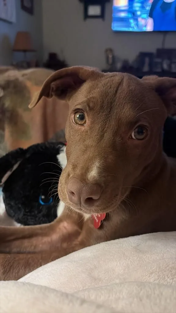 A baby medium-sized female Labrador Retriever dog named Sansa for adoption in Houston, TX