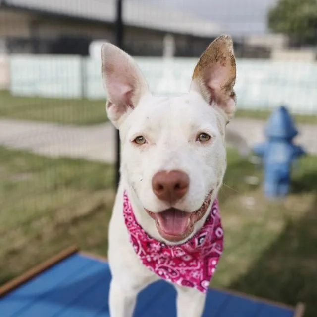 An adult medium-sized male American Staffordshire Terrier dog named Carlisle for adoption in San Antonio, TX