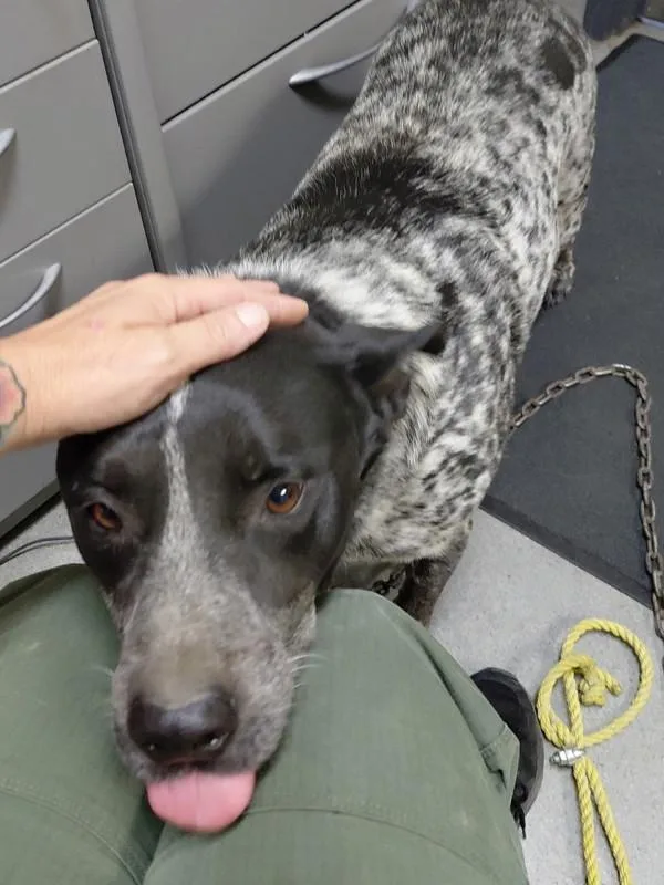 An adult large-sized male Australian Cattle Dog / Blue Heeler dog named Buddy for adoption in Tulare, CA