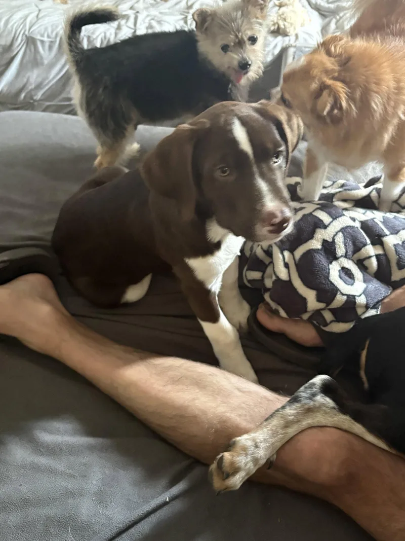 A baby medium-sized male Labrador Retriever dog named Bodie for adoption in Spring City, PA