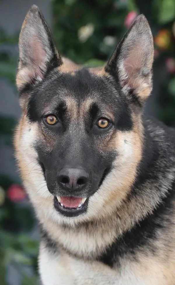 A young large-sized male Black German Shepherd Dog dog named Tobin von Trostberg for adoption in Los Angeles, CA