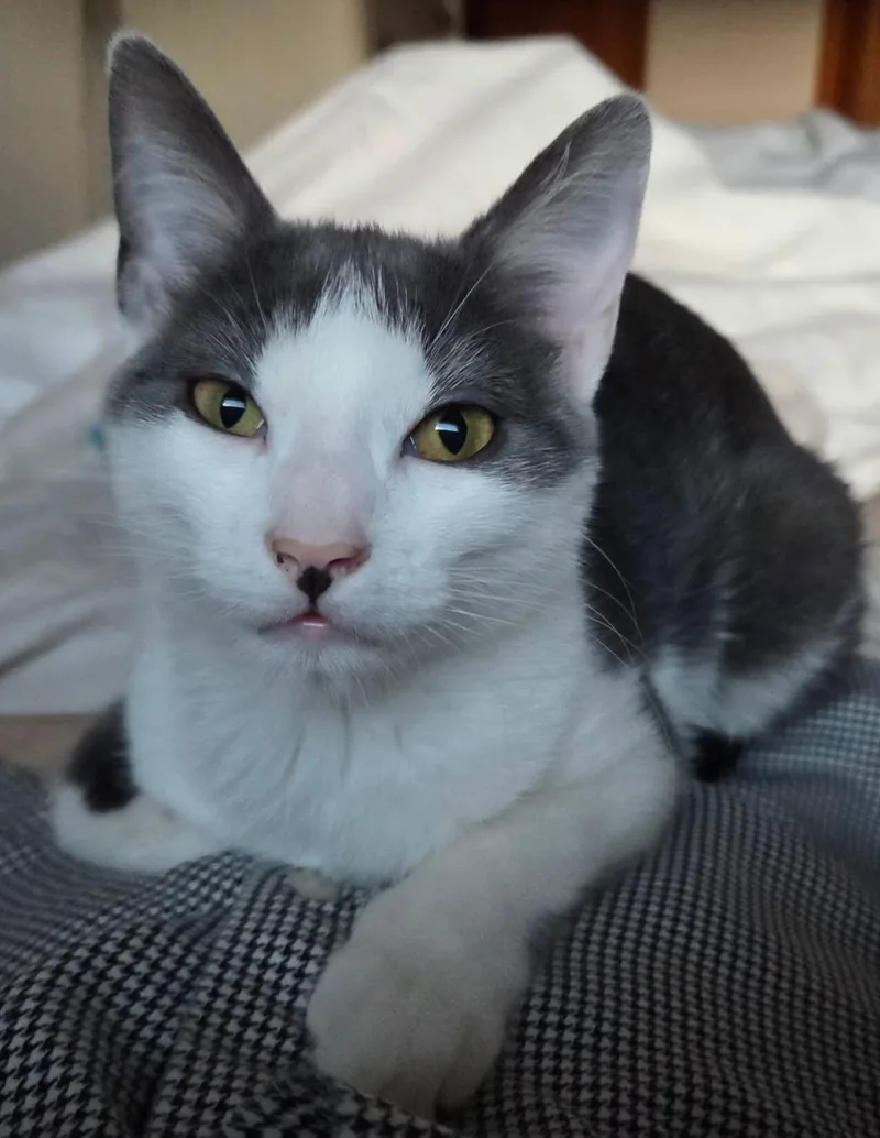 A young medium-sized female Gray & White American Shorthair cat named Tuesday for adoption in Philadelphia, PA