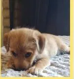 A baby small-sized male Mixed Breed dog named Pecan for adoption in Mesa, AZ