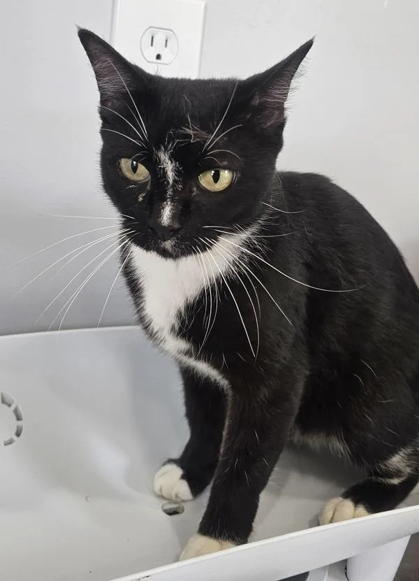 An adult medium-sized female Domestic Short Hair cat named Thistle for adoption in Cleveland, TN